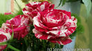 floral-portrait-the-harlequin-roses-aka-blood-spattered-roses