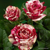 rose_bunt_schnittrose_harlequin_kordes_01