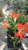 SAM_2837