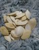 Atlantic Giant Pumpkin seeds for sale