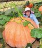 Atlantic Giant Pumpkin seeds