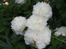 Boule de Neige