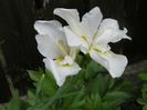 sibirica White Swirl