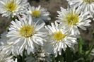 Leucantheum Snowdrift