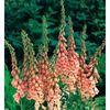 Digitalis_Purpurea_Apricot_Seeds_Foxglove_Digitale