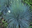 Festuca Elijah Blue