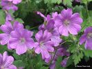 Geranium-Sirak-