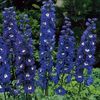 delphinium-magic-fountain-dark-blue-white-centre--458-p