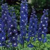 delphinium-magic-fountain-dark-blue-white-centre--458-p