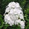 Phlox Junior Fountain