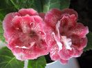 Pearl Chiffon