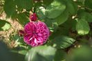 Centifolia Rose