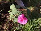 Centifolia Rose3