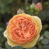 Crown Princess Margareta