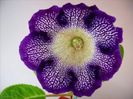 Tigrina Viola