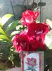 12 bulgaresc fara parfum nu-i stiu numele
