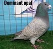 8 Opal Dominant