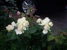 IMGP0834