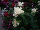 IMGP0847