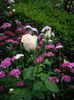 IMGP0849