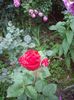 IMGP0851