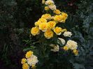 IMGP0852