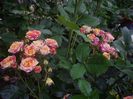 IMGP0860