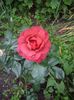 IMGP0863