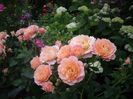 IMGP0867