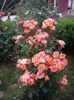 IMGP0887