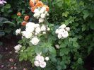 IMGP0893