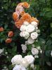 IMGP0894