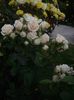 IMGP0901