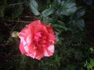 IMGP0873