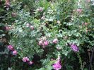 IMGP0921