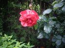 IMGP0922