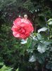 IMGP0923