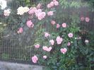 IMGP0930