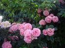 IMGP0931