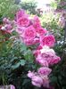IMGP0937