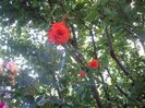 IMGP0973