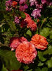 P1260200