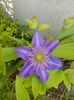 clematita 20170516_175025