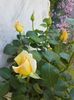 trandafir casanova 20170518_111018
