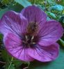Liliac wonder
