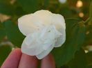 philadelphus Snowbelle