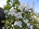 philadelphus Schneesturm