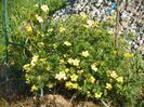 potentilla Goldfinger