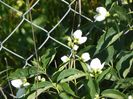 philadelphus Karolinka