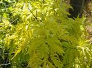 sambucus Sutherland Gold